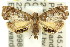  (Taeniarchis hestica - 11ANIC-08767)  @13 [ ] CreativeCommons - Attribution (2011) ANIC/CBG Photography Group Centre for Biodiversity Genomics