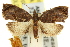  ( - 11ANIC-08770)  @11 [ ] CreativeCommons - Attribution (2011) ANIC/CBG Photography Group Centre for Biodiversity Genomics