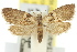  ( - 11ANIC-08780)  @11 [ ] CreativeCommons - Attribution (2011) ANIC/CBG Photography Group Centre for Biodiversity Genomics