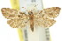  ( - 11ANIC-08782)  @11 [ ] CreativeCommons - Attribution (2011) ANIC/CBG Photography Group Centre for Biodiversity Genomics