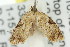  ( - 11ANIC-08784)  @12 [ ] CreativeCommons - Attribution (2011) ANIC/CBG Photography Group Centre for Biodiversity Genomics