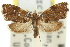  ( - 11ANIC-08788)  @11 [ ] CreativeCommons - Attribution (2011) ANIC/CBG Photography Group Centre for Biodiversity Genomics