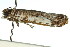  ( - 11ANIC-08793)  @12 [ ] CreativeCommons - Attribution (2011) ANIC/CBG Photography Group Centre for Biodiversity Genomics