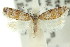  ( - 11ANIC-08827)  @11 [ ] CreativeCommons - Attribution (2011) ANIC/CBG Photography Group Centre for Biodiversity Genomics