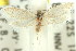  ( - 11ANIC-08828)  @11 [ ] CreativeCommons - Attribution (2011) ANIC/CBG Photography Group Centre for Biodiversity Genomics