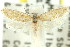 ( - 11ANIC-08829)  @11 [ ] CreativeCommons - Attribution (2011) ANIC/CBG Photography Group Centre for Biodiversity Genomics