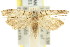  ( - 11ANIC-08834)  @13 [ ] CreativeCommons - Attribution (2011) ANIC/CBG Photography Group Centre for Biodiversity Genomics