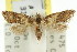  (Polylopha sp. ANIC1 - 11ANIC-08840)  @14 [ ] CreativeCommons - Attribution (2011) ANIC/CBG Photography Group Centre for Biodiversity Genomics