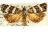  ( - 11ANIC-08842)  @11 [ ] CreativeCommons - Attribution (2011) ANIC/CBG Photography Group Centre for Biodiversity Genomics