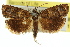  (Scolioplecta sp. ANIC1 - 11ANIC-08848)  @11 [ ] CreativeCommons - Attribution (2011) ANIC/CBG Photography Group Centre for Biodiversity Genomics