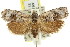  ( - 11ANIC-08853)  @14 [ ] CreativeCommons - Attribution (2011) ANIC/CBG Photography Group Centre for Biodiversity Genomics