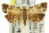  ( - 11ANIC-08855)  @11 [ ] CreativeCommons - Attribution (2011) ANIC/CBG Photography Group Centre for Biodiversity Genomics