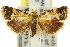  ( - 11ANIC-08856)  @14 [ ] CreativeCommons - Attribution (2011) ANIC/CBG Photography Group Centre for Biodiversity Genomics