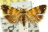  (Scolioplecta exochus - 11ANIC-08857)  @15 [ ] CreativeCommons - Attribution (2011) ANIC/CBG Photography Group Centre for Biodiversity Genomics