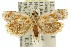  (Scolioplecta sp. ANIC3 - 11ANIC-08861)  @15 [ ] CreativeCommons - Attribution (2011) ANIC/CBG Photography Group Centre for Biodiversity Genomics