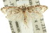  (Syncratus scepanus - 11ANIC-08871)  @11 [ ] CreativeCommons - Attribution (2011) ANIC/CBG Photography Group Centre for Biodiversity Genomics