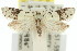  ( - 11ANIC-08879)  @13 [ ] CreativeCommons - Attribution (2011) ANIC/CBG Photography Group Centre for Biodiversity Genomics
