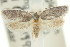  ( - 11ANIC-08895)  @13 [ ] CreativeCommons - Attribution (2011) ANIC/CBG Photography Group Centre for Biodiversity Genomics