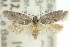  ( - 11ANIC-08896)  @13 [ ] CreativeCommons - Attribution (2011) ANIC/CBG Photography Group Centre for Biodiversity Genomics