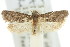  ( - 11ANIC-08902)  @11 [ ] CreativeCommons - Attribution (2011) ANIC/CBG Photography Group Centre for Biodiversity Genomics