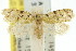 ( - 11ANIC-08912)  @13 [ ] CreativeCommons - Attribution (2011) ANIC/CBG Photography Group Centre for Biodiversity Genomics
