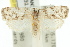  (Cornuticlava aritrana - 11ANIC-08931)  @14 [ ] CreativeCommons - Attribution (2011) ANIC/CBG Photography Group Centre for Biodiversity Genomics