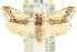  ( - 11ANIC-08941)  @12 [ ] CreativeCommons - Attribution (2011) ANIC/CBG Photography Group Centre for Biodiversity Genomics