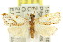  ( - 11ANIC-08946)  @14 [ ] CreativeCommons - Attribution (2011) ANIC/CBG Photography Group Centre for Biodiversity Genomics