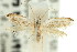  ( - 11ANIC-08958)  @11 [ ] CreativeCommons - Attribution (2011) ANIC/CBG Photography Group Centre for Biodiversity Genomics