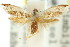  (Leurogyia sp. ANIC1 - 11ANIC-08963)  @13 [ ] CreativeCommons - Attribution (2011) ANIC/CBG Photography Group Centre for Biodiversity Genomics
