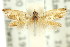  ( - 11ANIC-08964)  @12 [ ] CreativeCommons - Attribution (2011) ANIC/CBG Photography Group Centre for Biodiversity Genomics
