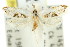  (Leurogyia sp. ANIC2 - 11ANIC-08966)  @13 [ ] CreativeCommons - Attribution (2011) ANIC/CBG Photography Group Centre for Biodiversity Genomics