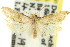  ( - 11ANIC-08970)  @11 [ ] CreativeCommons - Attribution (2011) ANIC/CBG Photography Group Centre for Biodiversity Genomics
