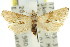 ( - 11ANIC-08971)  @13 [ ] CreativeCommons - Attribution (2011) ANIC/CBG Photography Group Centre for Biodiversity Genomics
