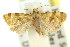  ( - 11ANIC-08976)  @11 [ ] CreativeCommons - Attribution (2011) ANIC/CBG Photography Group Centre for Biodiversity Genomics