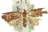  ( - 11ANIC-09016)  @12 [ ] CreativeCommons - Attribution (2011) ANIC/CBG Photography Group Centre for Biodiversity Genomics