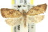 ( - 11ANIC-09017)  @14 [ ] CreativeCommons - Attribution (2011) ANIC/CBG Photography Group Centre for Biodiversity Genomics