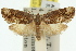  ( - 11ANIC-09060)  @14 [ ] CreativeCommons - Attribution (2011) ANIC/CBG Photography Group Centre for Biodiversity Genomics