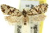  ( - 11ANIC-09090)  @11 [ ] CreativeCommons - Attribution (2011) ANIC/CBG Photography Group Centre for Biodiversity Genomics