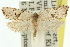  ( - 11ANIC-09091)  @14 [ ] CreativeCommons - Attribution (2011) ANIC/CBG Photography Group Centre for Biodiversity Genomics