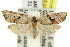  ( - 11ANIC-09092)  @11 [ ] CreativeCommons - Attribution (2011) ANIC/CBG Photography Group Centre for Biodiversity Genomics