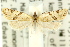  ( - 11ANIC-09101)  @11 [ ] CreativeCommons - Attribution (2011) ANIC/CBG Photography Group Centre for Biodiversity Genomics