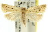  ( - 11ANIC-09106)  @14 [ ] CreativeCommons - Attribution (2011) ANIC/CBG Photography Group Centre for Biodiversity Genomics