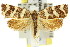  ( - 11ANIC-09114)  @14 [ ] CreativeCommons - Attribution (2011) ANIC/CBG Photography Group Centre for Biodiversity Genomics