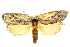  ( - 11ANIC-09121)  @11 [ ] CreativeCommons - Attribution (2011) ANIC/CBG Photography Group Centre for Biodiversity Genomics
