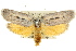  (Gonioma sp. ANIC1 - 11ANIC-09124)  @14 [ ] CreativeCommons - Attribution (2011) ANIC/CBG Photography Group Centre for Biodiversity Genomics