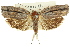  ( - 11ANIC-09133)  @11 [ ] CreativeCommons - Attribution (2011) ANIC/CBG Photography Group Centre for Biodiversity Genomics