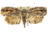  ( - 11ANIC-09137)  @14 [ ] CreativeCommons - Attribution (2011) ANIC/CBG Photography Group Centre for Biodiversity Genomics