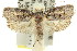  ( - 11ANIC-09155)  @13 [ ] CreativeCommons - Attribution (2011) ANIC/CBG Photography Group Centre for Biodiversity Genomics