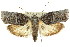  (Illidgea epigramma-AAU1489 - 11ANIC-09159)  @15 [ ] CreativeCommons - Attribution (2011) ANIC/CBG Photography Group Centre for Biodiversity Genomics